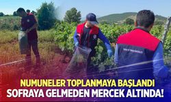 Denizli’de kalıntı denetimleri başladı