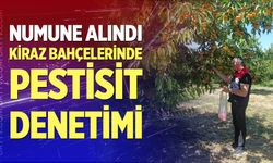 Kiraz bahçelerinde pestisit denetimi