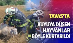 Tavas'ta kuyuya düşen küçükbaş hayvanlar için seferberlik!