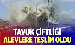Çal'da tavuk çiftliği alevlere teslim oldu
