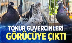 Parmak ucunda yürüyen endemik Tokur güvercinleri görücüye çıktı