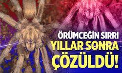 1992'de Toplandı, 2026'da Tarihe Geçti