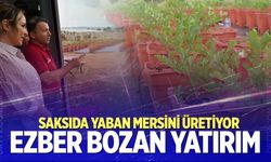 Buldan'da 14 dekarlık alana dev yaban mersini tesisi!