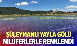 Süleymanlı Yayla Gölü nilüferlerle renklendi