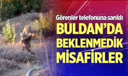 Buldan'da beklenmedik misafirler