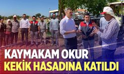 Kaymakam Okur, kekik hasadına katıldı