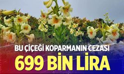 Bu çiçeği koparmanın cezası 699 bin lira