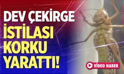 Dev çekirgeler evlere girdi!