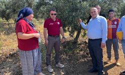 Buldan’da zeytin sineğine karşı fenomen tuzak dağıtıldı
