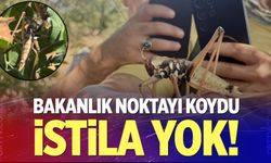 Tarım ve Orman Bakanlığı'ndan ’çekirge istilası’ açıklaması