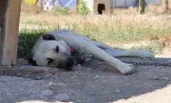 Soğuk havaya göğüs geren Kangal köpekleri sıcak yaz aylarında miskinleşiyor