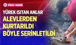Alevlerin arasından kurtardıkları kaplumbağayı serinlettiler