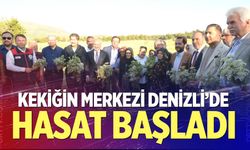 Denizli'de kekik hasadı başladı