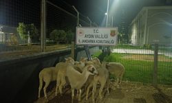 Koçarlı'da 15 koyun evin bahçesinden çalındı