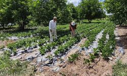 Kütahya’da nohut ve barbunya demonstrasyon alanlarında inceleme