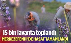 Merkezefendi’nin mor güzelliğinde hasat tamamlandı