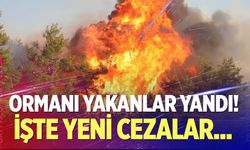 Ormanı Yakan Yandı! İşte Yeni Cezalar