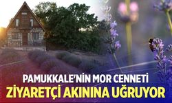 Pamukkale'nin mor cenneti ziyaretçi akınına uğruyor