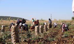 Patates fiyatıyla üreticilerin yüzünü güldürdü
