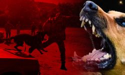 Polonya'da başıboş köpek sorununa çözüm!