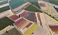 Rekolte arttı, gözler TMO’nun açıklayacağı fiyatta