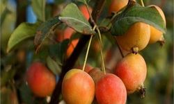Tıbbi ve aromatik meyveler orman köylüsüne gelir kapısı oluyor