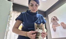 Evcil hayvan sahiplerine sıcak hava uyarısı