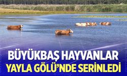 Büyükbaş hayvanlar Yayla Gölü’nde serinledi