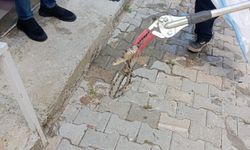 Eve giren yılan paniğe neden oldu
