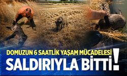 Domuzun 6 saatlik yaşam mücadelesi saldırıyla bitti!