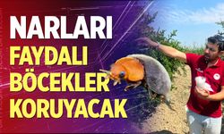 Narları faydalı böcekler koruyacak