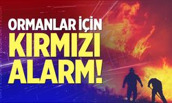 Ormanlar için kırmızı alarm!
