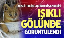 Nesli tehlike altındaki saz kedisi Işıklı Gölünde görüntülendi