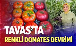 Tavas’ta renkli domates devrimi