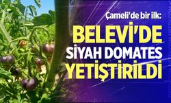 Çameli'de bir ilk: Belevi'de siyah domates yetiştirildi