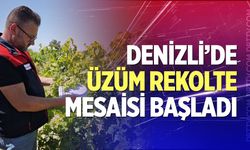 Denizli’de üzüm rekolte mesaisi başladı