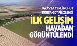 Tavas'ta yerli nohut "Borsa-20" filizlendi: İlk gelişim havadan görüntülendi