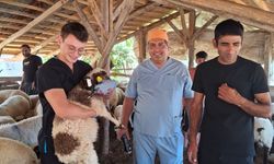 Denizli'de küçükbaş hayvan seferberliği