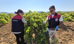 Bekilli’de hasat öncesi pestisit denetimleri başladı