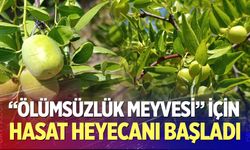 "Ölümsüzlük Meyvesi" İçin Hasat Heyecanı Başladı