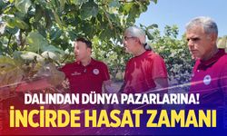 Pamukkale incirinde hasat heyecanı: Dalından dünya pazarlarına!