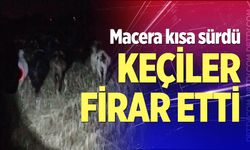 Çivril'de kayıp keçiler kısa sürede bulundu