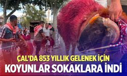 Koyunlar sudan önce bulvardan geçti