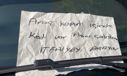 Camdaki not yavru kedinin hayatını kurtardı!