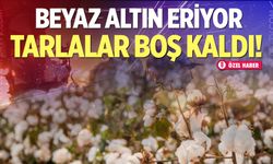 Denizli'de pamuktan kaçış başladı! Üretim rakamları yarı yarıya eridi