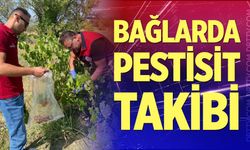 Üzüm bağlarında pestisit takibi sürüyor