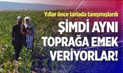 Tütün tarlası onları hayat arkadaşı yaptı