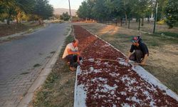 Sarıgöl’de sezonun ilk kuru üzümü çuvala girdi