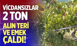 Vicdansızlar bir gecede yok etti!