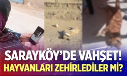 Sarayköy'de vahşet! Hayvanları zehirlediler mi?